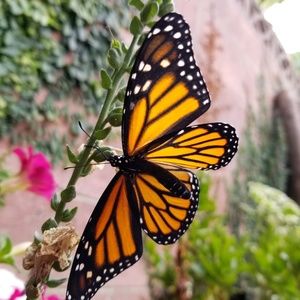 Meet your Posher, Patricia